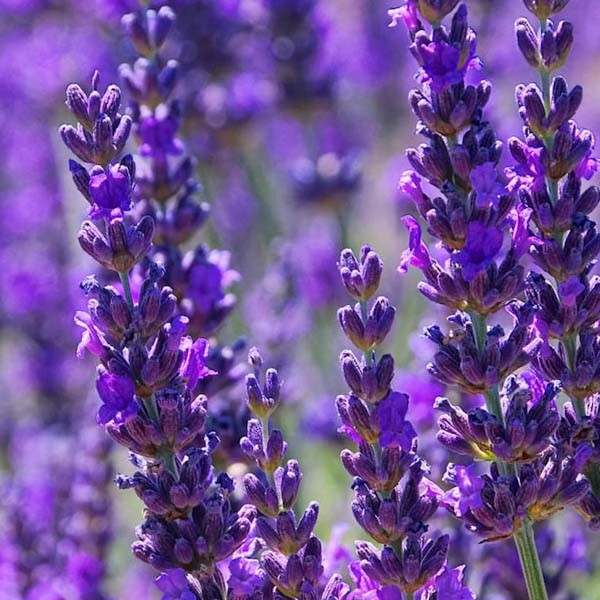 Lavendel hydrolaat bio (100 ml)