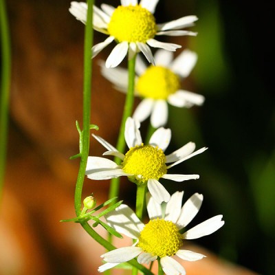 Biologische kamille hydrolaat