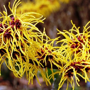 Hamamelis hydrolaat (100 ml)