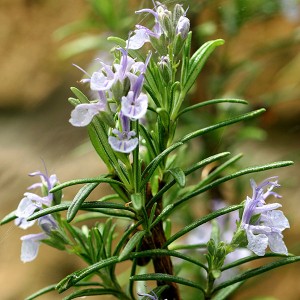 Rozemarijn hydrolaat bio (100 ml)