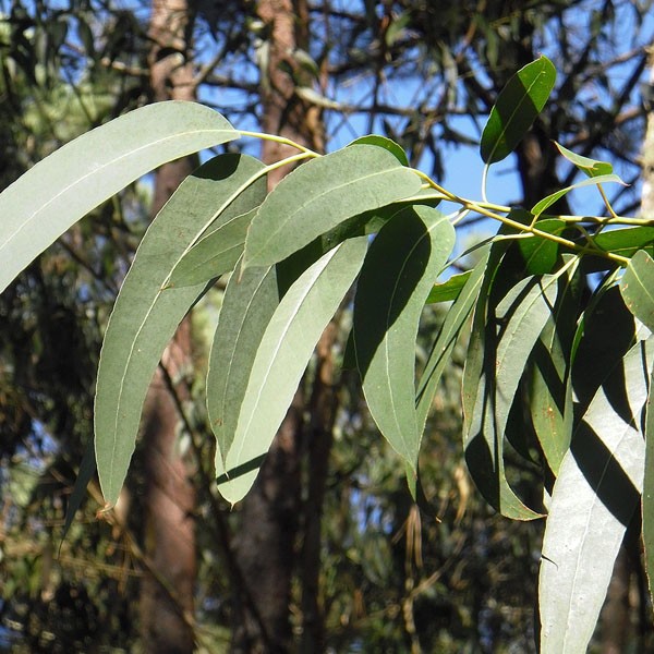 Eucalyptus globulus etherische olie bio (11 ml)