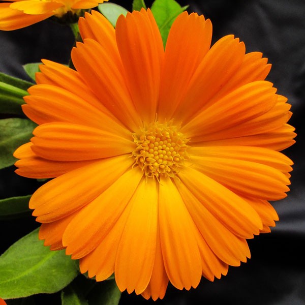 Biologische Calendula maceraat 100 ml