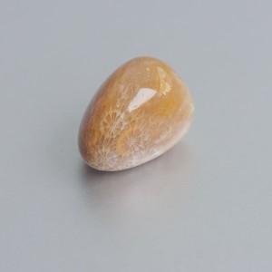 Fossiel Koraal knuffelsteen 03 |Verbinding aarde & water | Blue Joy