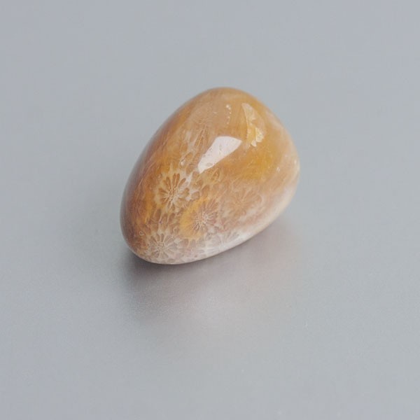 Fossiel Koraal knuffelsteen 03 |Verbinding aarde & water | Blue Joy