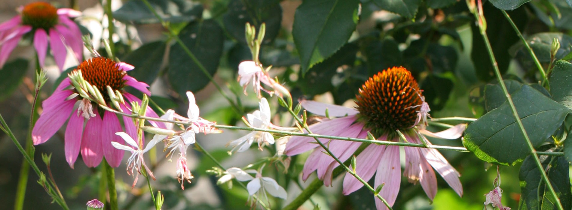 natuurlijke verzorgingsproducten